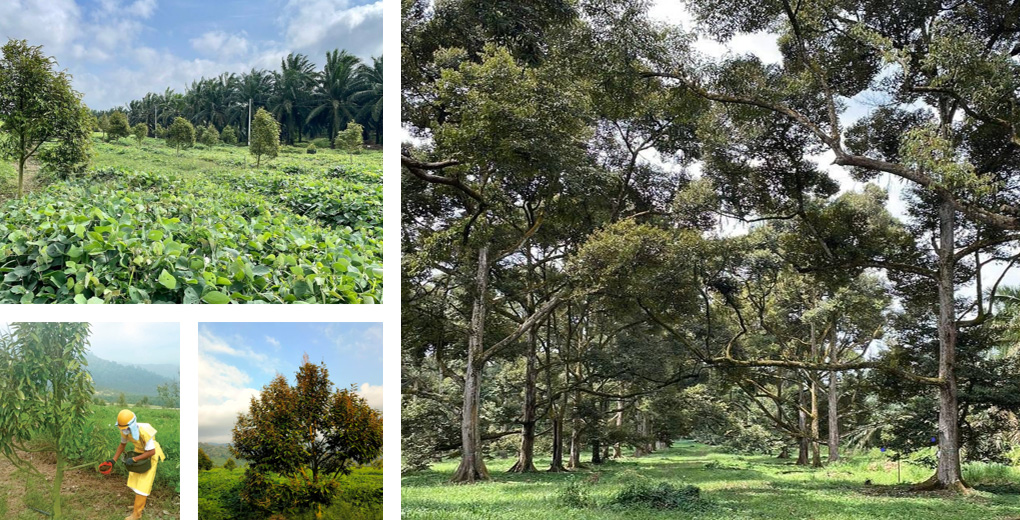 business-durian-imgs